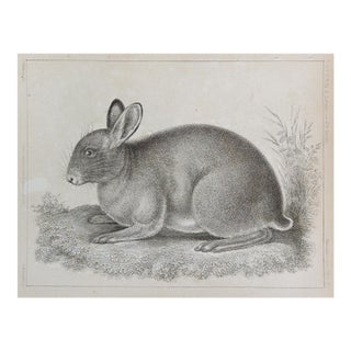 Mid 19th Century Us Pacifc Railroad Rabbit Lithograph Book Plate For Sale