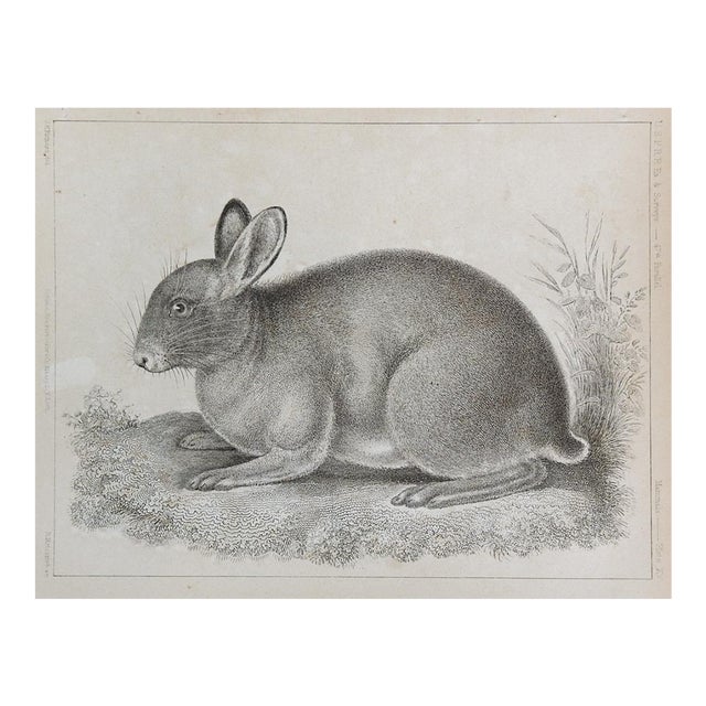 Mid 19th Century Us Pacifc Railroad Rabbit Lithograph Book Plate For Sale
