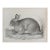 Mid 19th Century Us Pacifc Railroad Rabbit Lithograph Book Plate For Sale