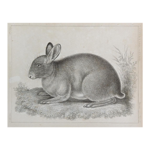 Mid 19th Century Us Pacifc Railroad Rabbit Lithograph Book Plate