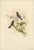 Gould, Bird Illustration of the Copper-Throated Sunbird, 1850, Print For Sale - Image 5 of 5