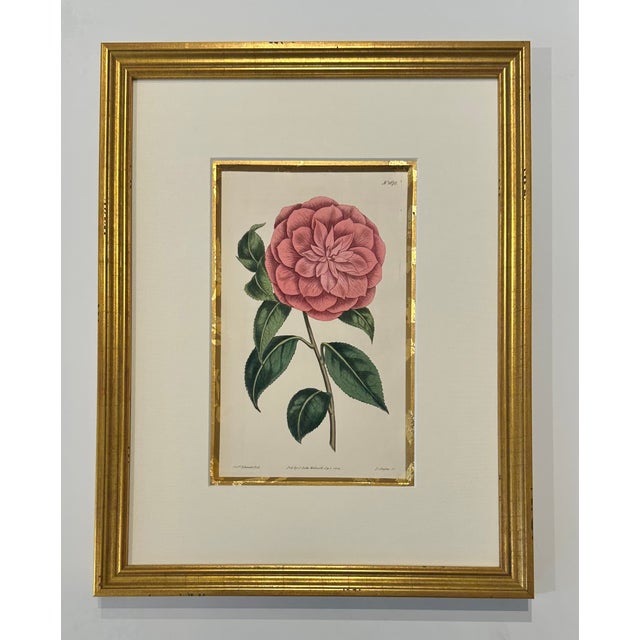 Wood Set of 9 Original 1842 Curtis Botanical Prints in Ornate Gold-Leaf Gesso Matting – Framed For Sale - Image 7 of 15