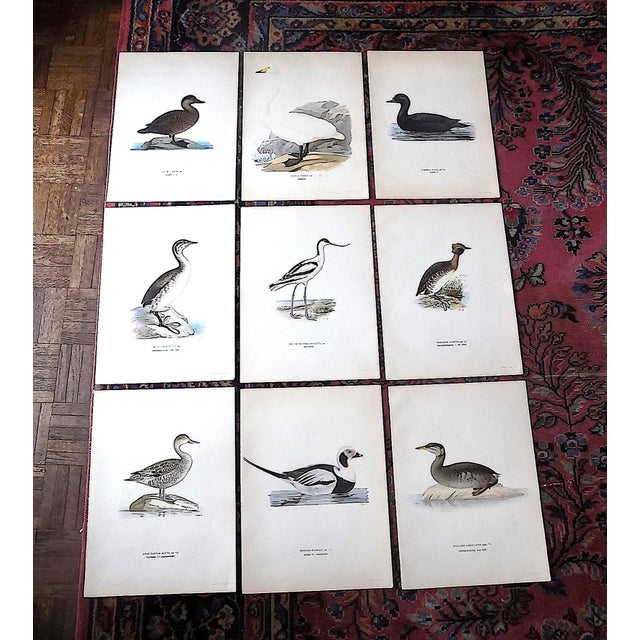 Brown Antique 19th C. Large Folio Water Bird Lithographs - Set of 9 For Sale - Image 8 of 9