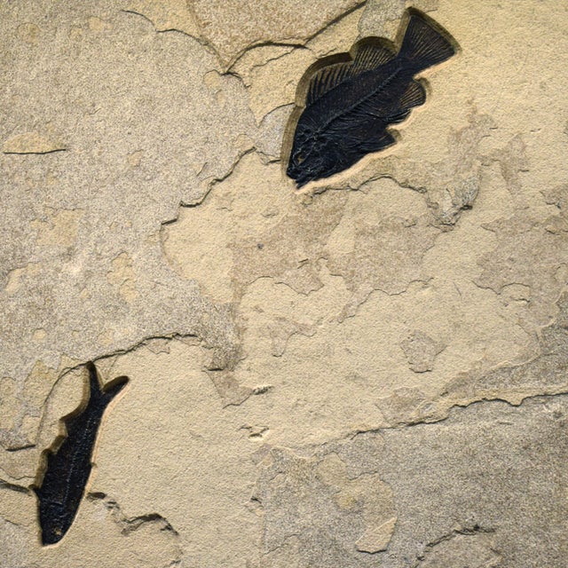 Contemporary 50 Million Year Old Fossil Fish Mural For Sale - Image 3 of 5
