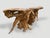 Andrianna Shamaris Monumental Sculptural Teak Root Console Table For Sale - Image 16 of 18