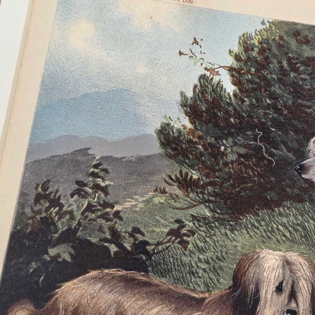 Vero Shaw, Cani Skye Terriers, Irish Water Spaniel Captain, 1800s, Lithographs, Set of 2 For Sale - Image 18 of 18