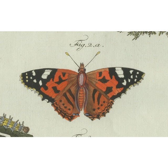 Paper Bertuch, Swallowtail and Painted Lady Butterflies, 1800, Engraving For Sale - Image 7 of 10