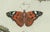Paper Bertuch, Swallowtail and Painted Lady Butterflies, 1800, Engraving For Sale - Image 7 of 10