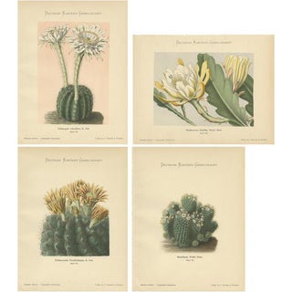 K. Schumann and M. Gürke, Cactus, 1900, Paper, Set of 4 For Sale