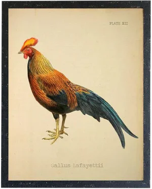 Gallus Lafayettii Rooster 20x26