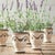 Modern French Lavender Drop-In 13", Set Of 6 For Sale - Image 3 of 3
