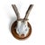 Roe Deer Trophy 20 Black Forest Antlers For Sale - Image 4 of 5