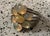 Designer KJC Sterling Silver Ring Oval Fire Opal Cluster Natural Gemstone Sz 11 Excellent condition This Designer KJC...
