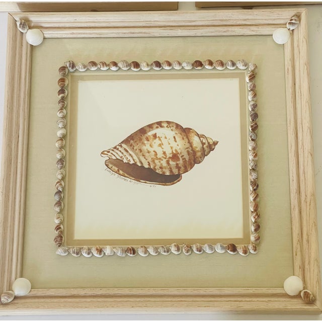 Vintage set of 3 Chromolithographs of sea shells in sea shell encrusted border.