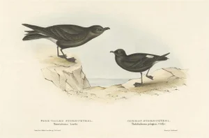 Gould, Bird Illustration of the Fork-Tailed Storm-Petrel and Common Storm-Petrel, 1832, Print
