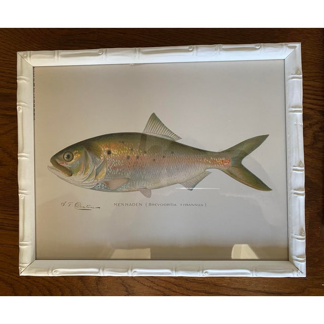 Coastal Set of Four Fish Print Chromoliograph by Sherman Foote Denton For Sale - Image 3 of 7
