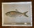 Coastal Set of Four Fish Print Chromoliograph by Sherman Foote Denton For Sale - Image 3 of 7