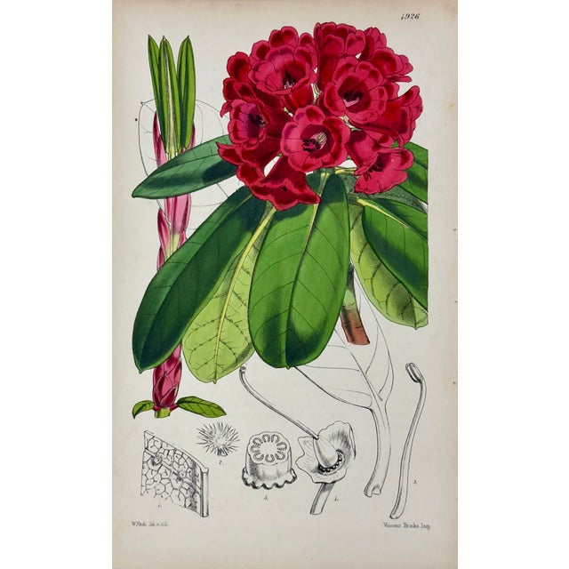 Set of 4 original copper engraving botanicals by William Curtis, 1856. Unframed. Dimensions: 6" x 9.5" each print, 20" x...