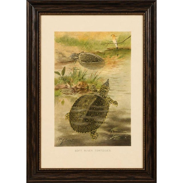 Soft River Tortoises – Antique Reptile Natural History Print, c.1895 This charming antique natural history print depicts...