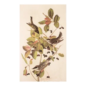 1966 Vintage Cottage Print "Black-Poll Warbler" After John James Audubon