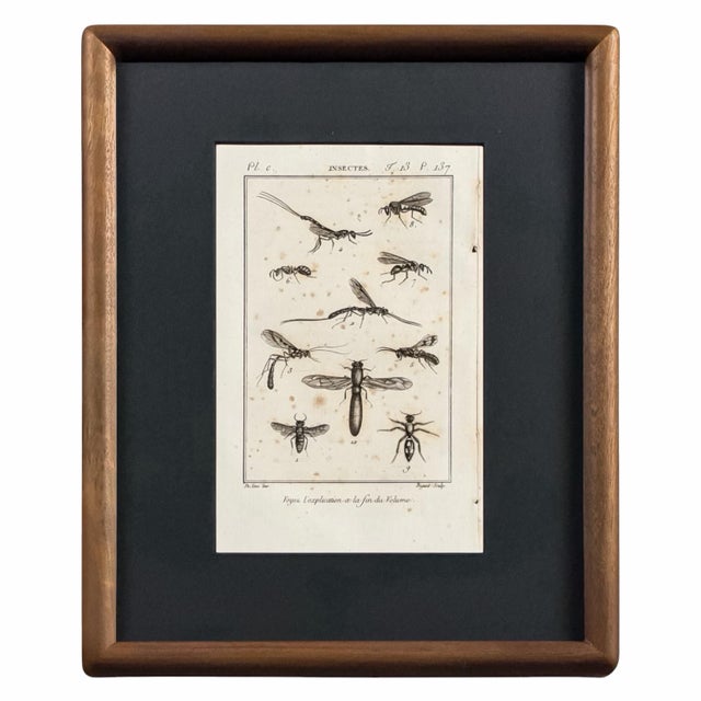 Wood Early 19th Century Cabinet of Curiosities, Set of 9 | Buffon Natural History Engravings of Spiders, Insects & Reptiles For Sale - Image 7 of 11