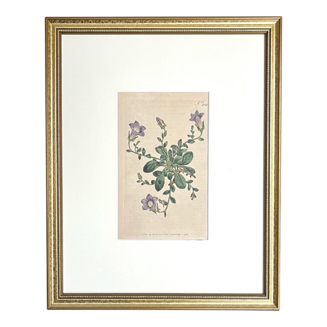 Antique Original Hand Colored Curtis Floral Botanical Etching C. 1798 For Sale