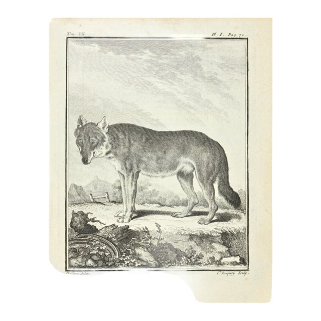 Jean Charles Baquoy, Le Loup, Etching, 1771 For Sale