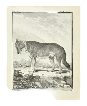 Jean Charles Baquoy, Le Loup, Etching, 1771