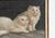 Portrait of a Pair of White Cats, Antique Original Oil Painting, Attributed to Arthur Heyer, Late 19th/Early 20th C. For Sale - Image 4 of 11