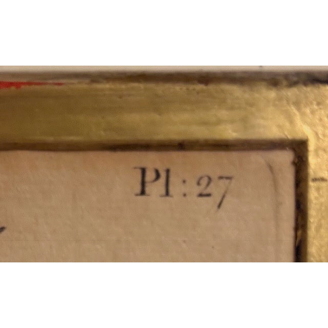 Wood Set of 3 Antique Botanical Engravings — John Hill “Eden” Plates 27, 43 & 55 (1757), Framed For Sale - Image 7 of 9