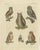 European owls – antique hand-colored bird engraving, vogel ix, c.1800 this finely executed hand-colored engraving presents...