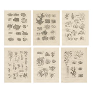 Otto Müller & G. Pabst, Botanical Prints, Germany, 1874, Lithographs on Paper, Set of 6 For Sale