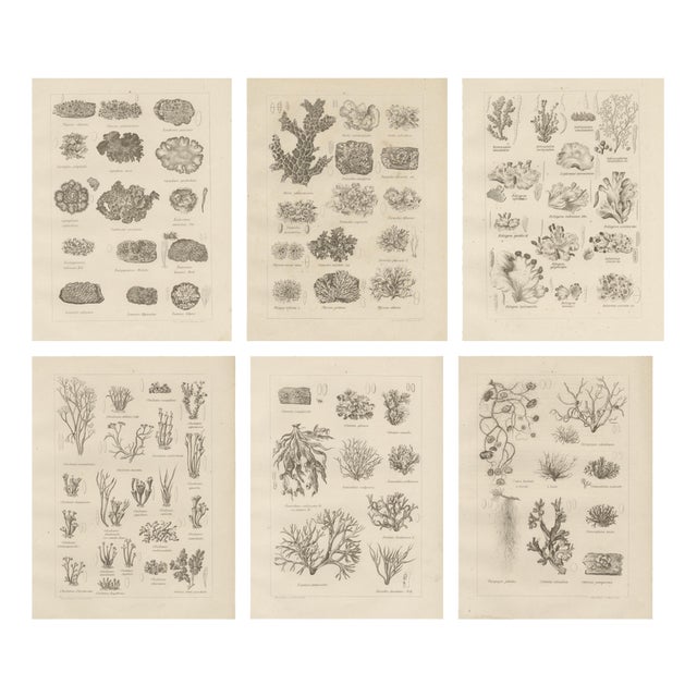 Otto Müller & G. Pabst, Botanical Prints, Germany, 1874, Lithographs on Paper, Set of 6 For Sale