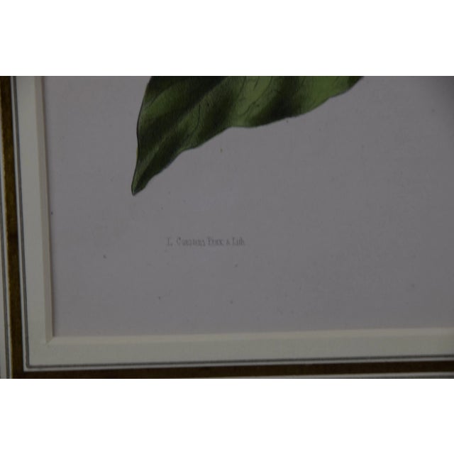 Yellow Trumpet Flowers: Hand-Colore Botanical Engraving by Joseph Paxton , 1834 For Sale - Image 4 of 6