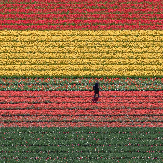 Not Yet Made - Made To Order AV_Tulip_Fields_036" Contemporary Aerial View Limited Edition Photograph by Bernhard Lang For Sale - Image 5 of 12