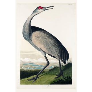 Whooping Crane, Vintage Art Print Reproduction From Birds of America by John James Audubon, 40" X 60" For Sale