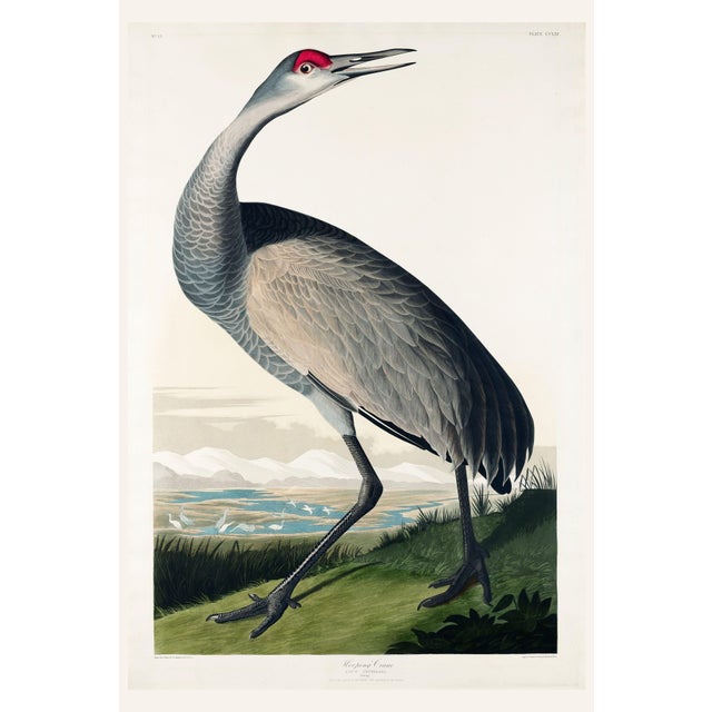 Whooping Crane, Vintage Art Print Reproduction From Birds of America by John James Audubon, 40" X 60" For Sale