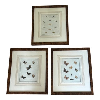 18th Century Butterfly Prints- Set of 3 For Sale