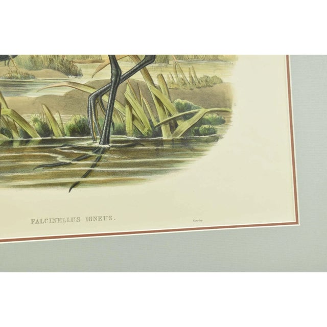Realism Original Antique John Gould Fallcinellus Igneus Color Bird Lithograph Reproduction Print For Sale - Image 3 of 6