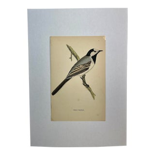 Antique Hand Tinted Bird Print From England Featuring a White Wagtail With Grey & Black Accents - Circa 1880 For Sale