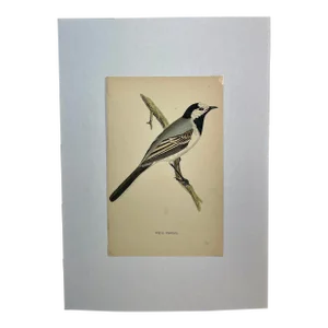 Antique Hand Tinted Bird Print From England Featuring a White Wagtail With Grey & Black Accents - Circa 1880