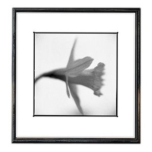 Paul Cooklin, Daffodil, Edition of 50 For Sale