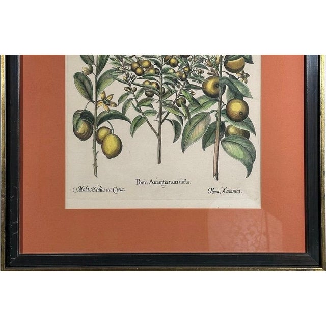 Vintage Framed Basilius Besler Botanical Lithograph Prints Hortus Eystettensis Pair For Sale - Image 13 of 18