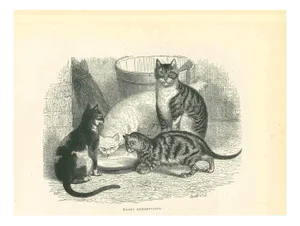 Paul Gervais, The Cats and Kitty, Lithograph, 1854