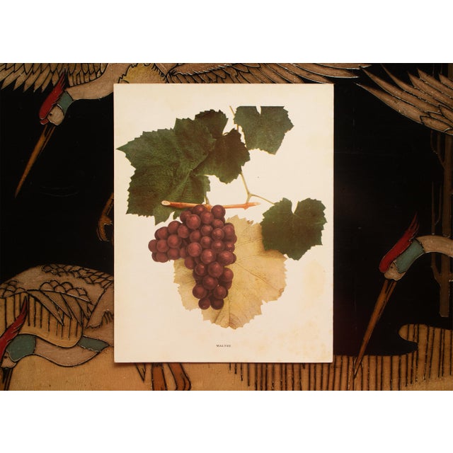 1900s U. P. Hedrick, Original Antique Photogravure of Walter Grapes For Sale In Dallas - Image 6 of 7