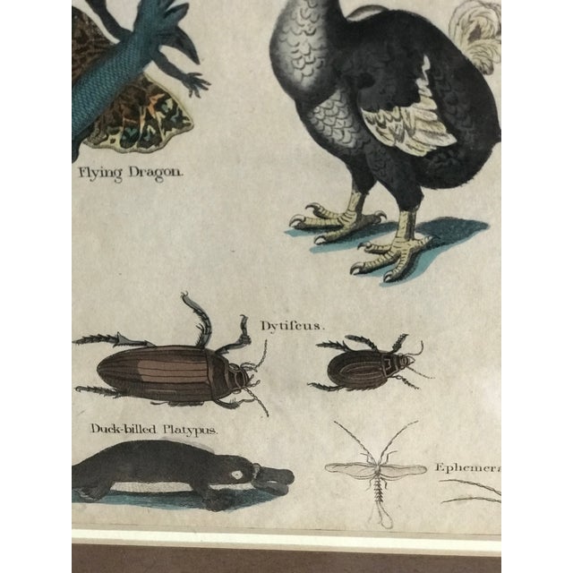 Pair 19th C Hand Colored Engravings of Extinct Species For Sale - Image 10 of 15