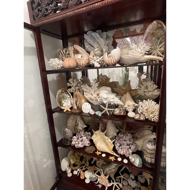 1900-1909 Great Seaworld Sea Shells Specimens Collection in Chinese Chinoiserie Rosewood Carved Vitrine For Sale - Image 4 of 14
