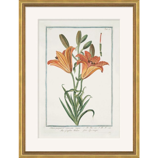 Hortus Romanus 1772-1793 XXXII Framed Art Print For Sale