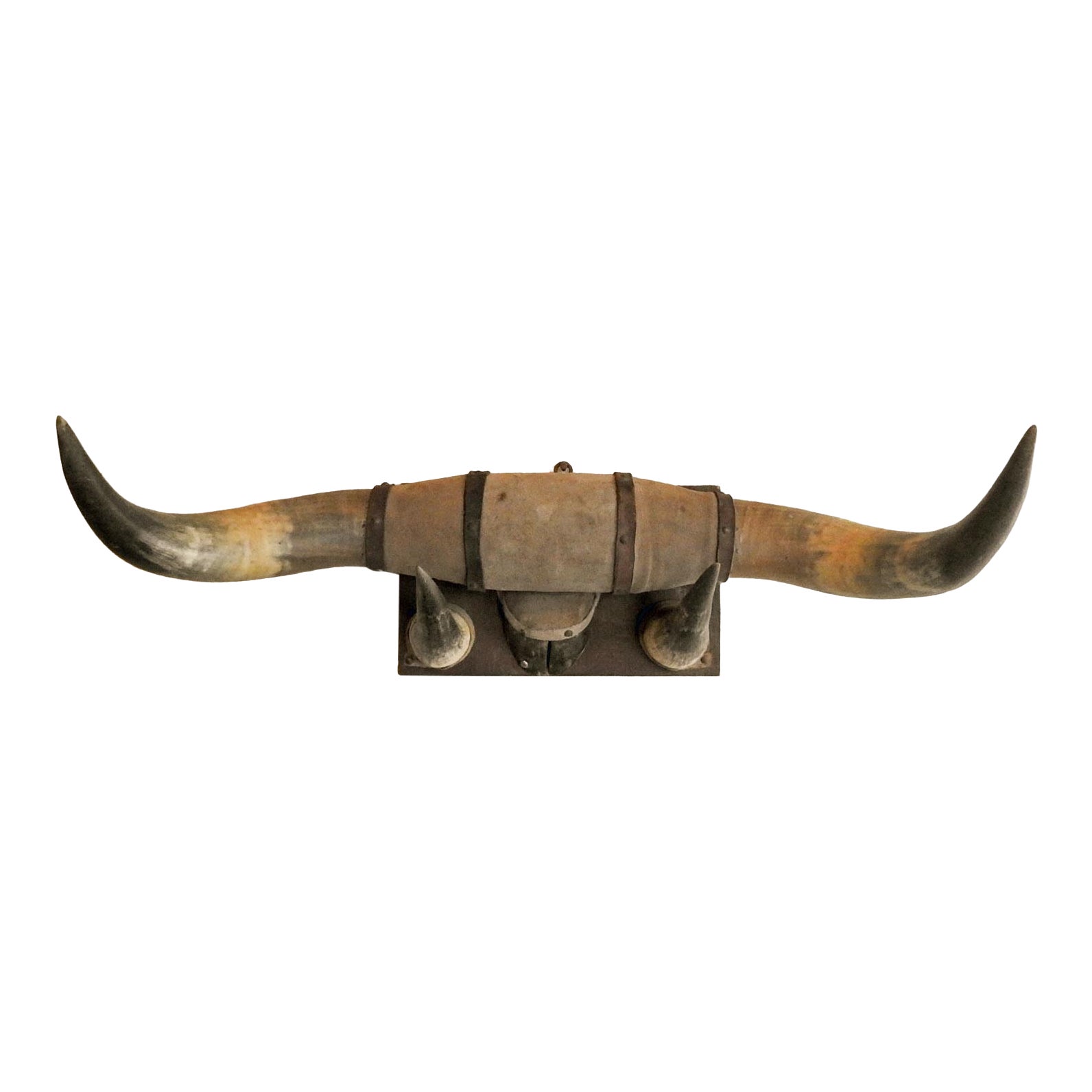 The Amazing Inside Story Of Longhorn Horns - vl9pcij