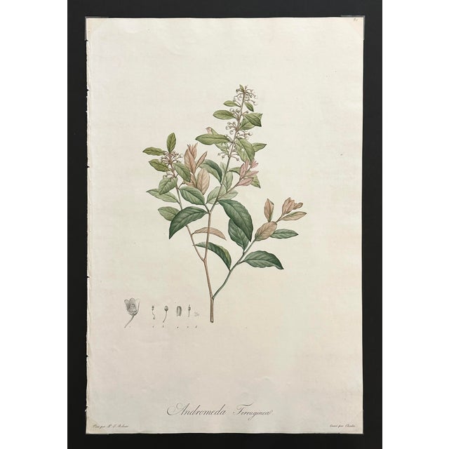 French Botanical Print 'Andromeda Ferrugineal' of Le Jardin De Malmaison, Pierre Joseph Redouté For Sale